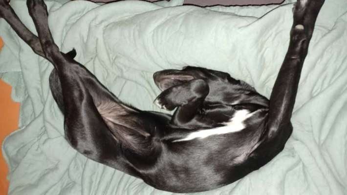 Hands,äh Pfoten up in the Air-Beitrag-Bild