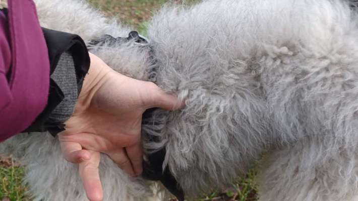 Wie sitzt mein Geschirr?-Beitrag-Bild