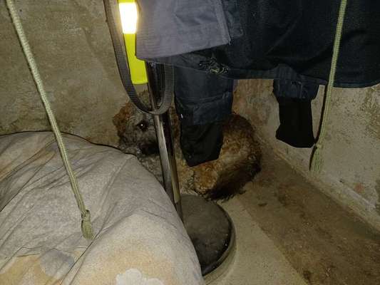 Dogorama Photo Challenge - Tarnung ist alles-Beitrag-Bild