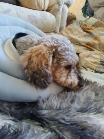 Kragen oder Post-OP-Body-Beitrag-Bild