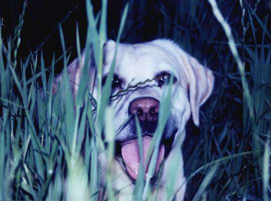 Farben Fotochallenge Thema ,,Grün"-Beitrag-Bild