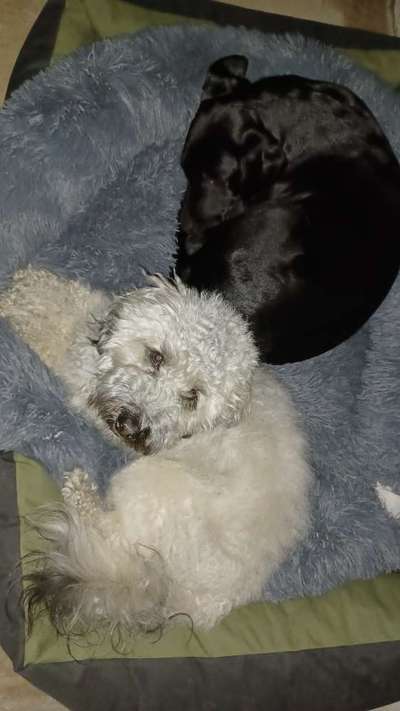 Austausch über Tibetdoodle-Beitrag-Bild