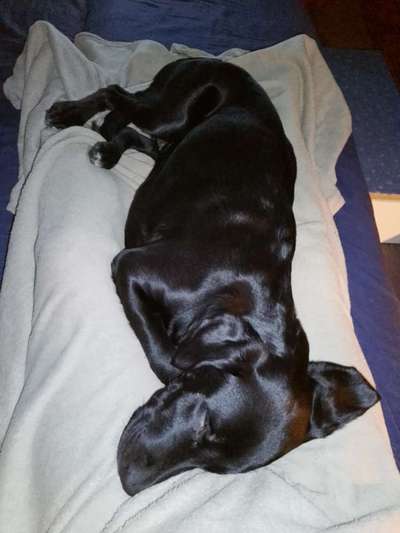 Ist meine Hündin zu dünn ?-Beitrag-Bild