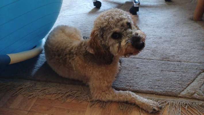 Alles rund um den Pudel-Beitrag-Bild