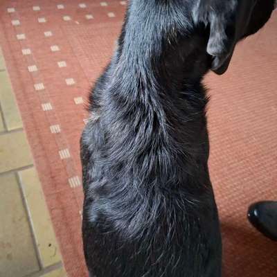 Gangbild/-analyse-Beitrag-Bild