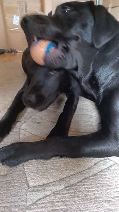 Zeigt mir die tollste Nahaufnahme von eurer Fellnase-Beitrag-Bild