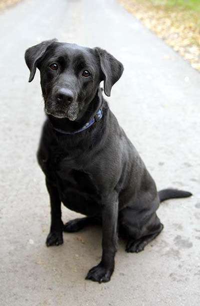 11. Collagen-Challenge
Dein*e Hund*e in verschiedenen Lebensphasen-Beitrag-Bild