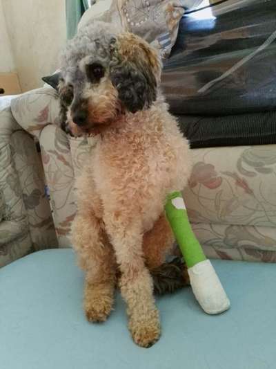 Fixateur extern - wie geht man damit um?-Beitrag-Bild