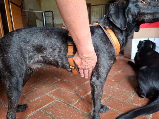 Wie sitzt mein Geschirr?-Beitrag-Bild