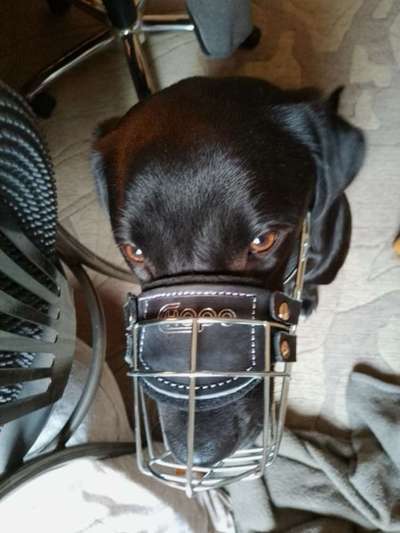 Wie sitzt mein Maulkorb / Maulkorb-Beratung-Beitrag-Bild