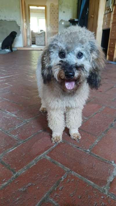 Alles rund um den Pudel-Beitrag-Bild