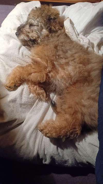 Dogorama Photo Challenge - Frühjahrsmüdigkeit-Beitrag-Bild