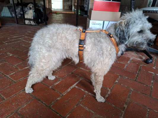 Wie sitzt mein Geschirr?-Beitrag-Bild