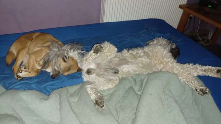 Zeigt mir die tollste Nahaufnahme von eurer Fellnase-Beitrag-Bild