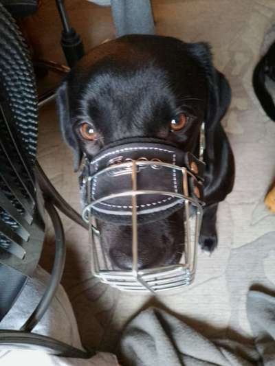 Wie sitzt mein Maulkorb / Maulkorb-Beratung-Beitrag-Bild