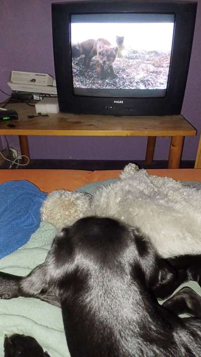 Mögen eure Hunde mit euch zu chillen?-Beitrag-Bild