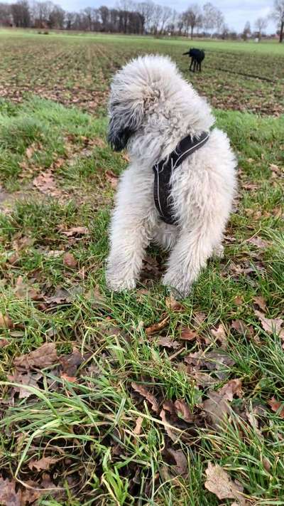 Wie sitzt mein Geschirr?-Beitrag-Bild