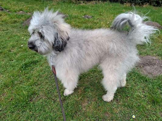 aktuelles Foto Gruppe Tibetdoodle