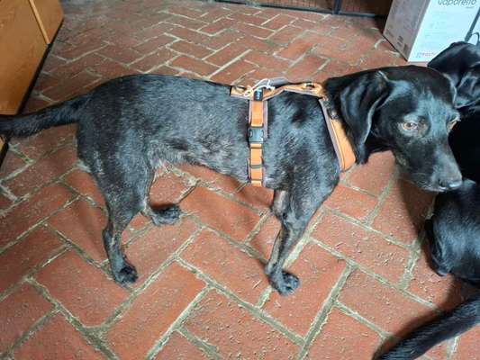 Wie sitzt mein Geschirr?-Beitrag-Bild