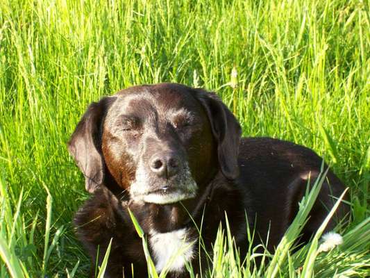 Dogorama Photo Challenge - Frühjahrsmüdigkeit-Beitrag-Bild