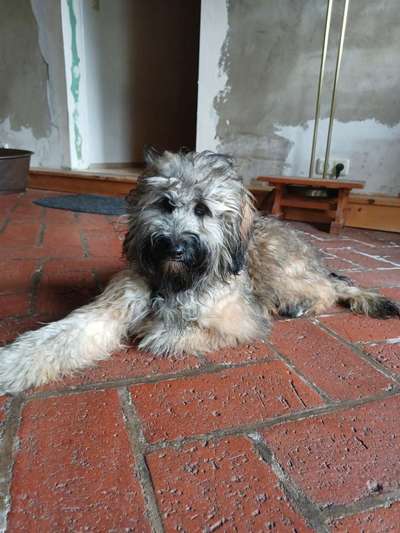 Tibet Terrier-Beitrag-Bild