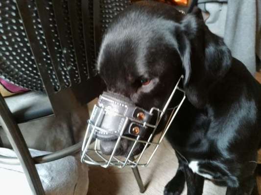 Wie sitzt mein Maulkorb / Maulkorb-Beratung-Beitrag-Bild