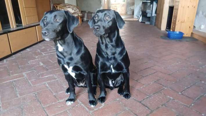 Tipps, Tricks, Klatsch und Tratsch über den Labrador-Beitrag-Bild