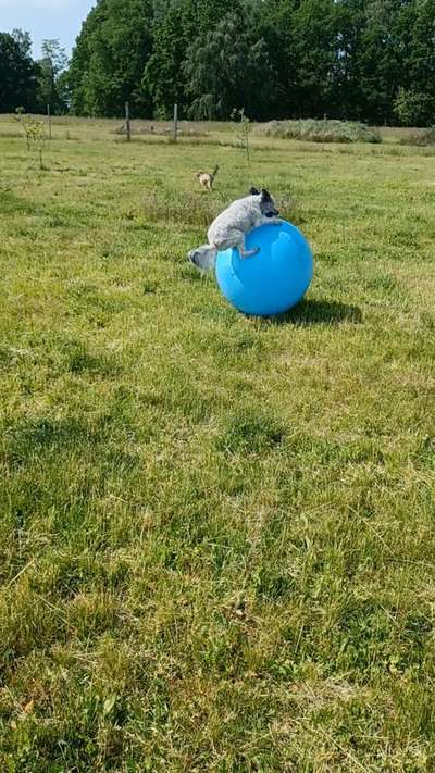 138. Fotochallenge 

(M)Ein Ball und ich-Beitrag-Bild