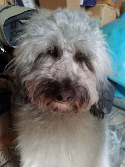 Austausch über Tibetdoodle-Beitrag-Bild