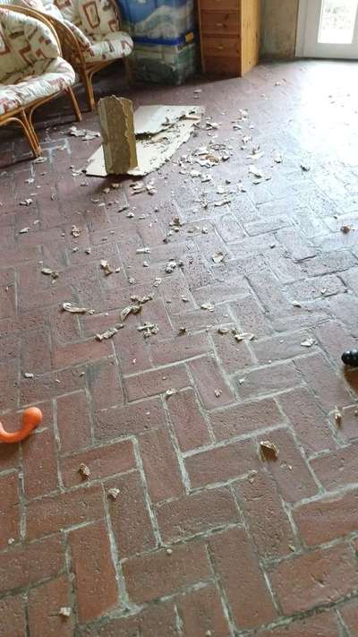 Junghund kaut Decken, Socken, Klamotten  - eigentlich alles ...-Beitrag-Bild