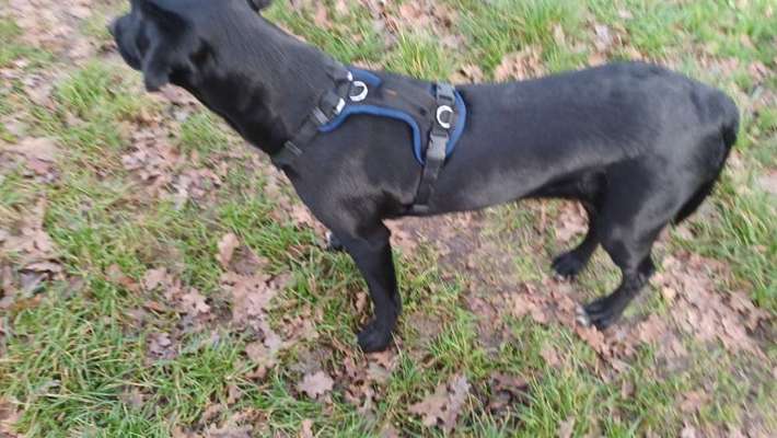 Wie sitzt mein Geschirr?-Beitrag-Bild