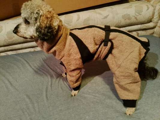 Langhaarigen Hund shampoonieren-Beitrag-Bild