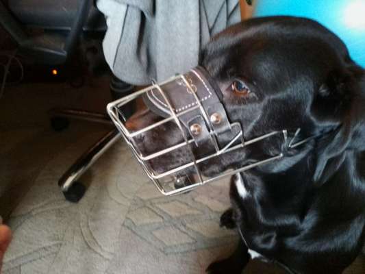 Wie sitzt mein Maulkorb / Maulkorb-Beratung-Beitrag-Bild