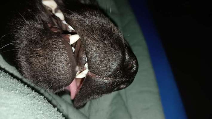 Zeigt mir die tollste Nahaufnahme von eurer Fellnase-Beitrag-Bild