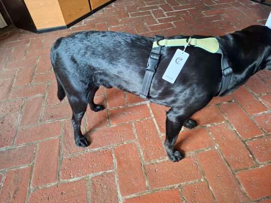 Wie sitzt mein Geschirr?-Beitrag-Bild