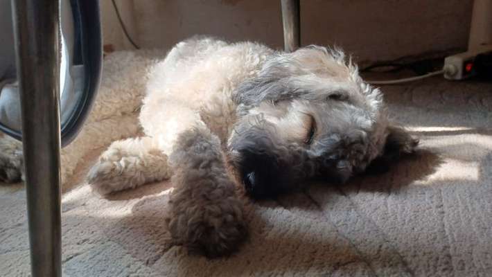 Austausch über Tibetdoodle-Beitrag-Bild