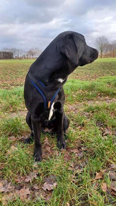 Wie sitzt mein Geschirr?-Beitrag-Bild