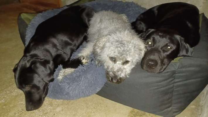 Austausch über Tibetdoodle-Beitrag-Bild