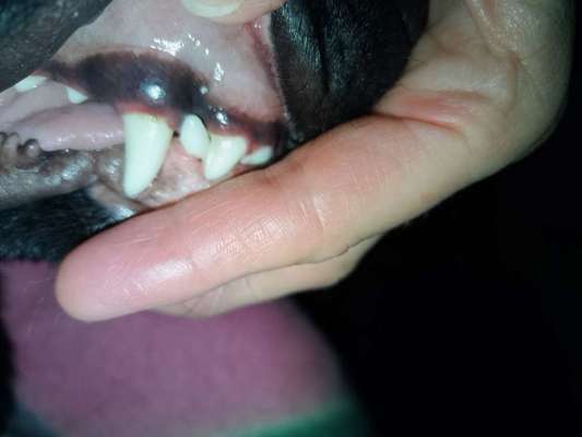 Ist Trockenfutter schädlich?-Beitrag-Bild