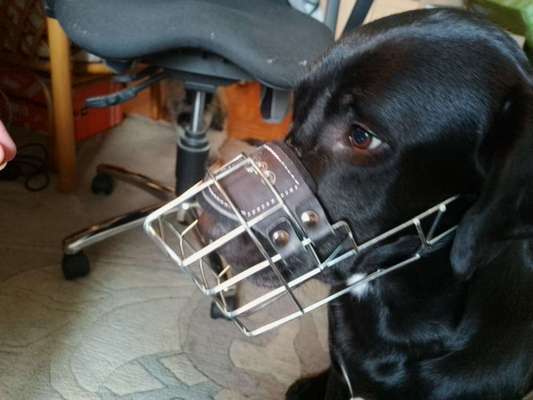 Wie sitzt mein Maulkorb / Maulkorb-Beratung-Beitrag-Bild