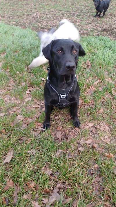 Wie sitzt mein Geschirr?-Beitrag-Bild