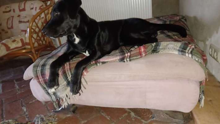 Unter dem Hundebett nass-Beitrag-Bild