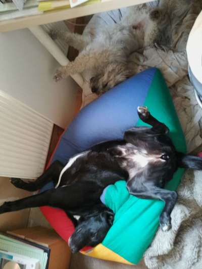 Ist meine Hündin zu dünn ?-Beitrag-Bild