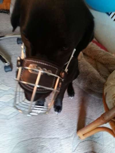 Wie sitzt mein Maulkorb / Maulkorb-Beratung-Beitrag-Bild