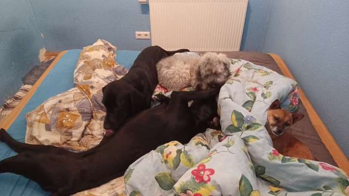 Hündin im Bett-Beitrag-Bild