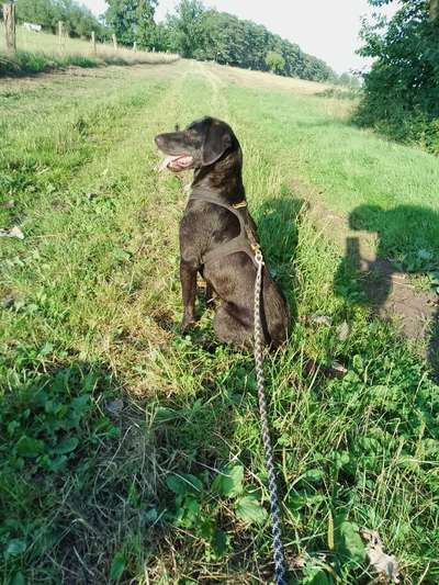 Spinone Italiano & Segugio Italiano im Sauerland-Beitrag-Bild