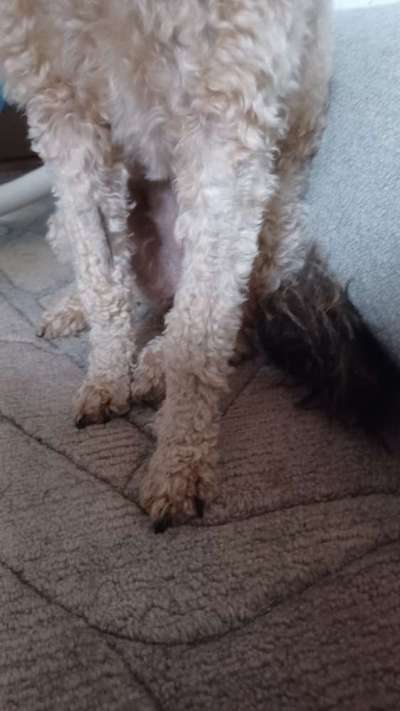 Alles rund um den Pudel-Beitrag-Bild