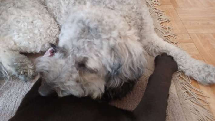 Zeigt mir die tollste Nahaufnahme von eurer Fellnase-Beitrag-Bild