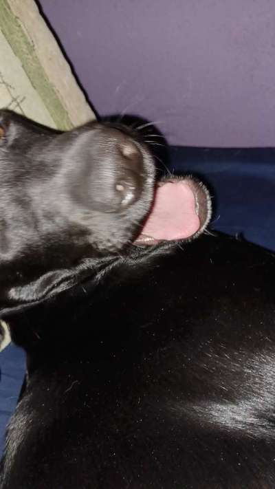 Tongue Out Tuesday-Beitrag-Bild