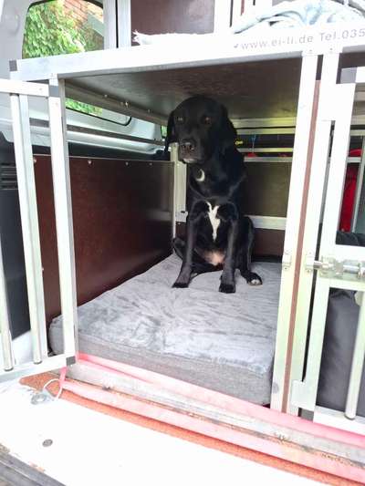 Hundetransport VW Bus EU, Box, Geschirr oder Alternativen?-Beitrag-Bild